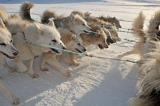 格陵兰,雪橇狗,狗拉雪橇,旅游,伊路利萨特冰湾,北极,北美