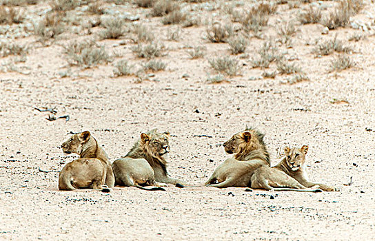 狮子,休息,卡拉哈迪大羚羊国家公园,北开普,省,南非,非洲