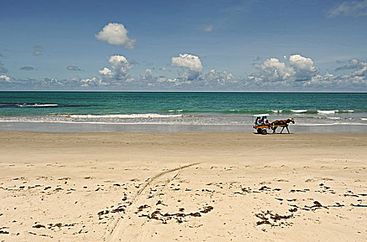 brazil,pernambuco,tamandare,beach,scene,with,horse,cart