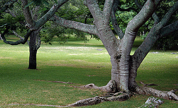 树,公园,百慕大