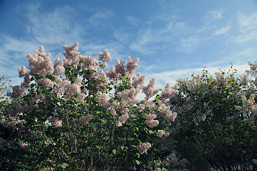 新疆哈密,丁香花怒放,满城皆香春意浓