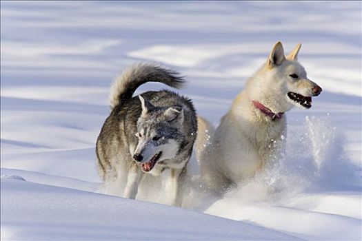 两个,爱斯基摩犬,玩雪,育空地区,加拿大