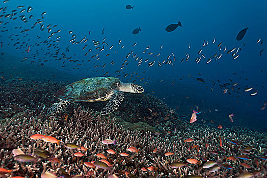 玳瑁,海龟,巴厘岛,印度尼西亚,亚洲