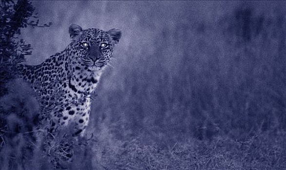 肖像,豹,夜晚,马赛马拉野生动物园,肯尼亚,非洲