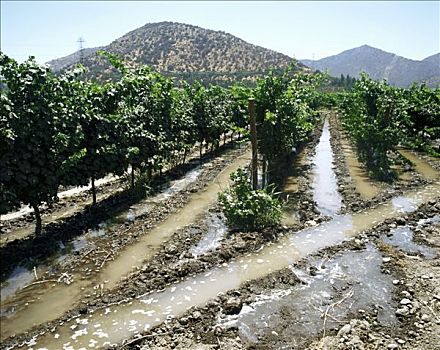 灌溉,门多萨,酒用葡萄种植区,阿根廷