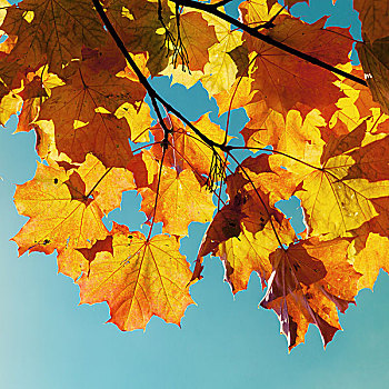 黄色,秋天,枫叶,上方,蓝天背景,复古,照片