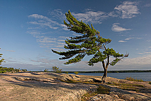 一个,风吹,松树,乔治亚湾,安大略省