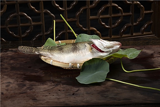 生鲜河鲜鳜鱼