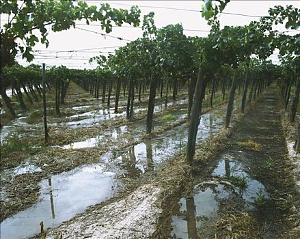 灌溉,门多萨,酒用葡萄种植区,阿根廷