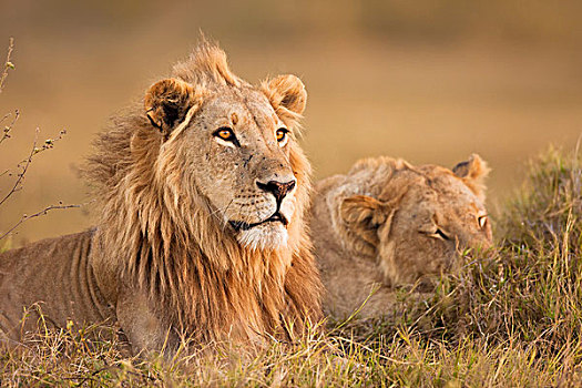 非洲狮,雌狮,狮子,欺骗,草,奥卡万戈三角洲,博茨瓦纳,非洲