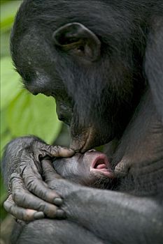 倭黑猩猩,雌性,吻,诞生,黑猩猩,刚果