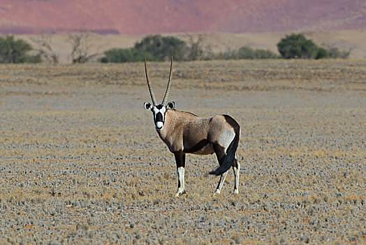 南非大羚羊,羚羊,索苏维来地区,盐磐,纳米布沙漠,纳米比沙漠,公园,纳米比亚,非洲