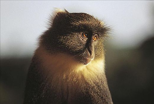 蓝猴,青长尾猴,哺乳动物,国家公园,肯尼亚山,肯尼亚,非洲,世界遗产,动物