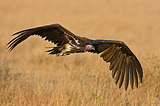 非洲,坦桑尼亚,肉垂秃鹫,飞行,塞伦盖蒂国家公园