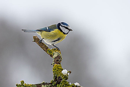 蓝冠山雀,冬天,黑森州,德国,欧洲