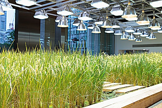 麦穗,植物,室内植物,种植,led灯,右边