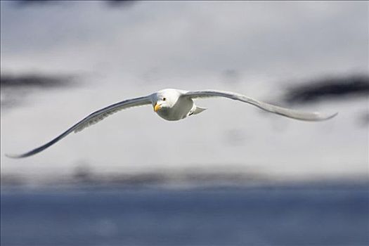海鸥,飞行,斯匹次卑尔根岛,挪威
