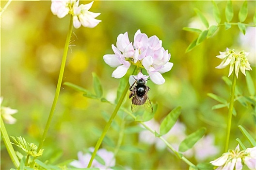 蜜蜂,三叶草