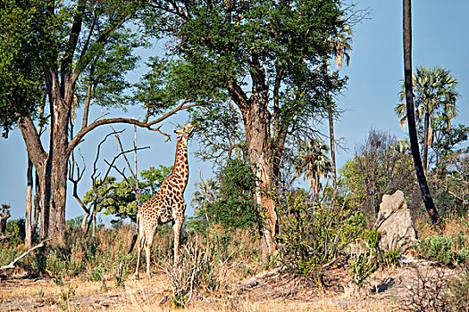 长颈鹿,食物,树上,博茨瓦纳,非洲,大幅,尺寸