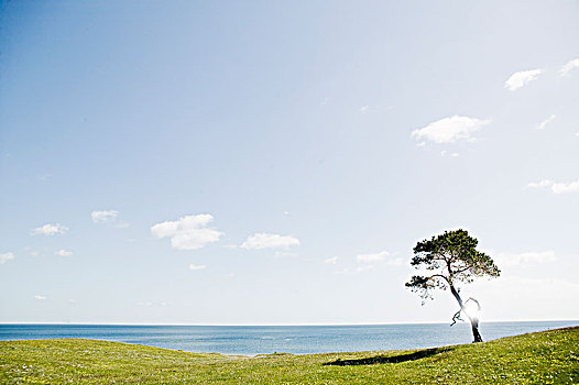 松树,海洋,瑞典