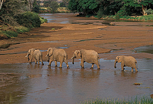 非洲,大象,多,河,肯尼亚