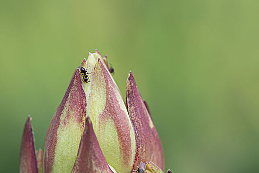 美丽的植物凤尾丝兰和小蚂蚁