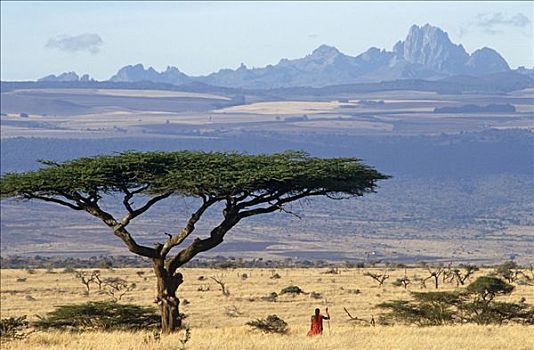 马萨伊人,战士,框架,刺槐,树,山,肯尼亚,后面