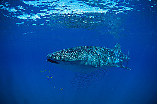 鲸鲨,宁哥路珊瑚礁,澳大利亚