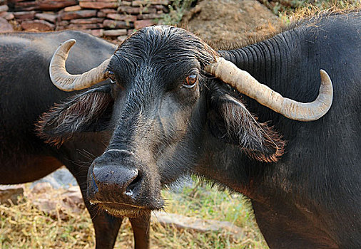 牛,印度