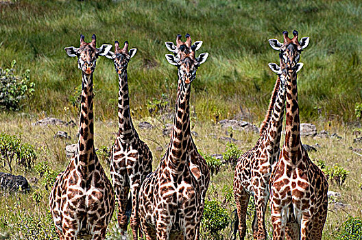 牧群,马萨伊,长颈鹿,马赛长颈鹿,树林,阿鲁沙,国家公园,坦桑尼亚