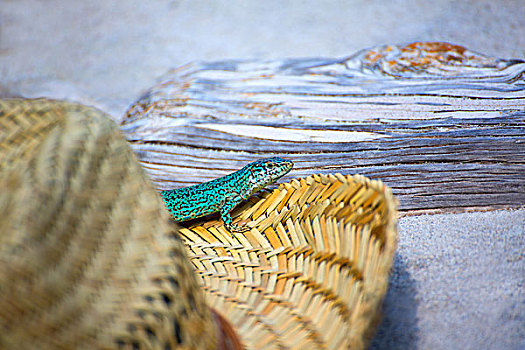 福门特拉岛,蜥蜴,旅游,沙滩帽