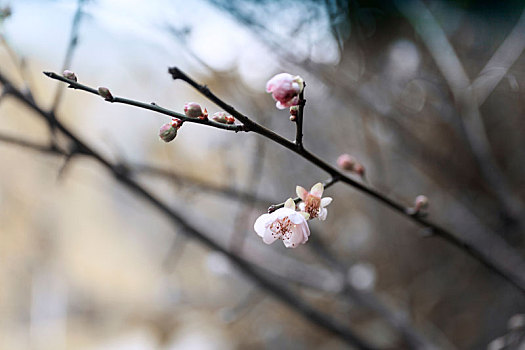 梅花特写