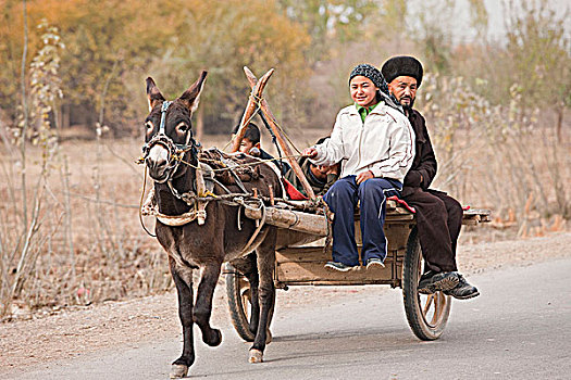 维吾尔,家庭,驴,手推车,乡村,新疆,中国