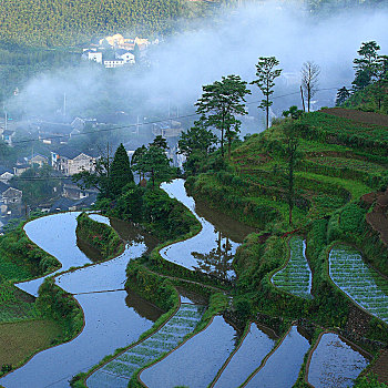 梯田,田园,田野,春色,雾,春雨,绿色