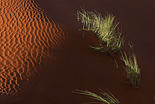 纳米比亚,沙漠,国家公园,沙丘
