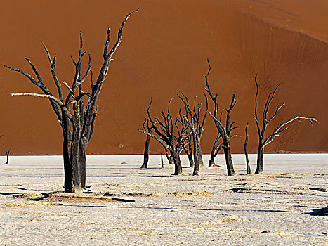死,骆驼,刺,树,死亡谷,正面,沙丘,盐磐,索苏维来地区,纳米布沙漠,纳米比诺克陆夫国家公园,纳米比亚,非洲