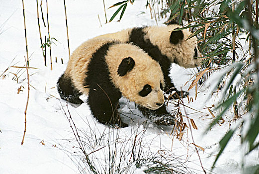 两个,熊猫,饲料,卧龙,四川,中国
