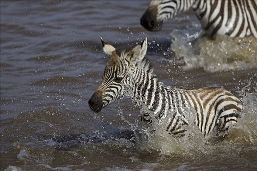 白氏斑马,斑马,幼兽,小马,2-3星期,老,马拉河,马赛马拉国家保护区,肯尼亚