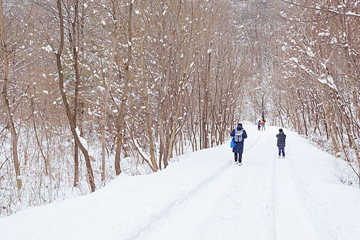 雪地森林道路