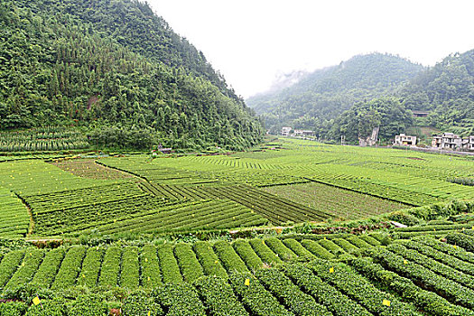 茶园茶叶风景风光