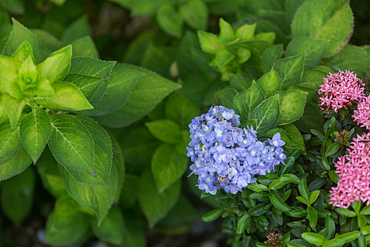 绣球花