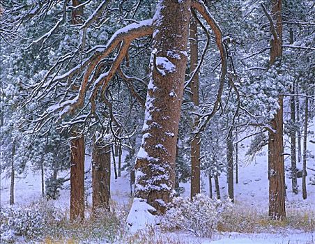 美国黄松,树,清新,下雪,落基山国家公园,科罗拉多
