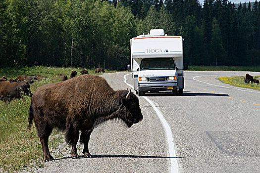 木头,野牛,阿拉斯加公路,靠近,温泉,省立公园,背景,不列颠哥伦比亚省,加拿大
