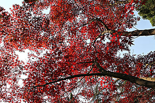 秋天红枫树