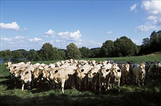 母牛,梅克伦堡州,德国