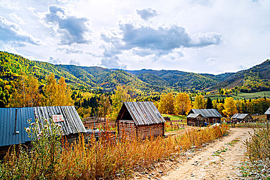 新疆,喀纳斯,秋天,木屋