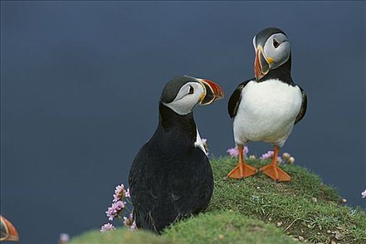 大西洋角嘴海雀,北极,一对,海洋,节省,海石竹,边缘,设得兰群岛,英国