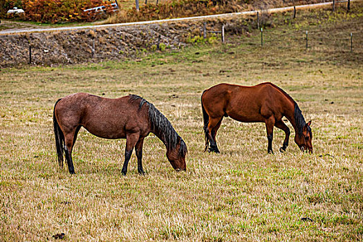 两个,马,放牧,室外,草场,北方,爱达荷,草地