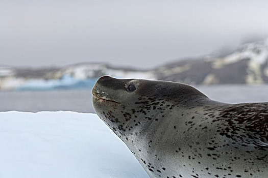 海豹,冰,南,奥克尼群岛,南极