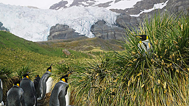 帝企鹅,金色,港口,南乔治亚,南极